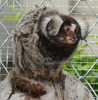 Common Marmoset @ Munta House