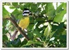 crested shrike-tit