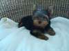 Tiny Cute Tea Cup Yorkies