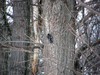 What Type of Woodpecker is this?