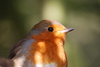 Robin