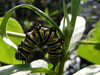 Caterpillar