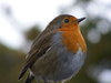 Robin