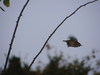 Wren