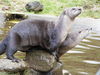 Otters