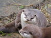 Otters