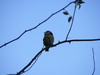 Blue Tit