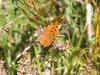 Comma Butterfly