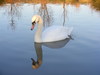 swan reflection