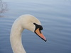 swan