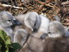 Cygnets