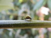 yellow ladybird