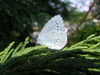 Holly Blue Butterfly