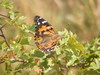 Painted Lady Butterfly