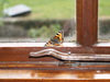 Small Tortoise Shell Butterfly