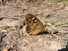 Speckled Wood Butterfly