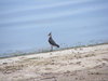 Lapwing