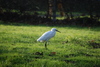 Little Egret - Egretta garzetta