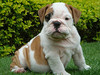 Adorable English Bulldog to reliable homes