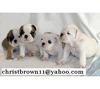 FREE XMAS English bulldog puppies available Email: ninajoyce@yahoo.com