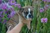 FREE XMAS English bulldog puppies available Email: ninajoyce@yahoo.com