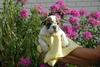 FREE XMAS English bulldog puppies available Email: ninajoyce@yahoo.com