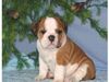 FREE XMAS English bulldog puppies available Email: ninajoyce@yahoo.com