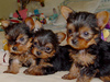 Owersome lovely yorkie puppies for seeking for new home free