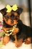 Cute Yorkie puppies for $150