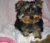 yorkie puppies for adoption