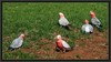 galah family 1