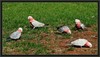 galah family 2