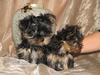 Lovely Yorkie Puppies For Free Adoption