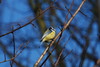 Blue Tit