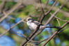 Long Tailed-Tit