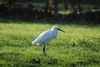 Little Egret