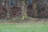 Green Woodpecker