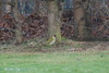 Green Woodpecker