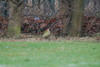 Green Woodpecker