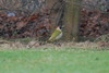 Green Woodpecker