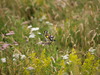 Gold finch