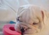 registered English bulldog puppies for adoption.