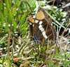 Common Buckeye