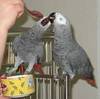 Pair African grey parrots for adoption