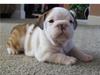 Two Cute English Bulldog Puppies Adoption