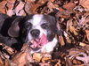 my dog JAKE