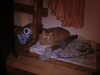 my cat Garfiled
