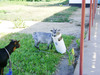 Goat psychology