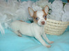 chihuahua puppies for adoption