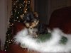 Cute and Lovely Yorkies Puppies for Adoption